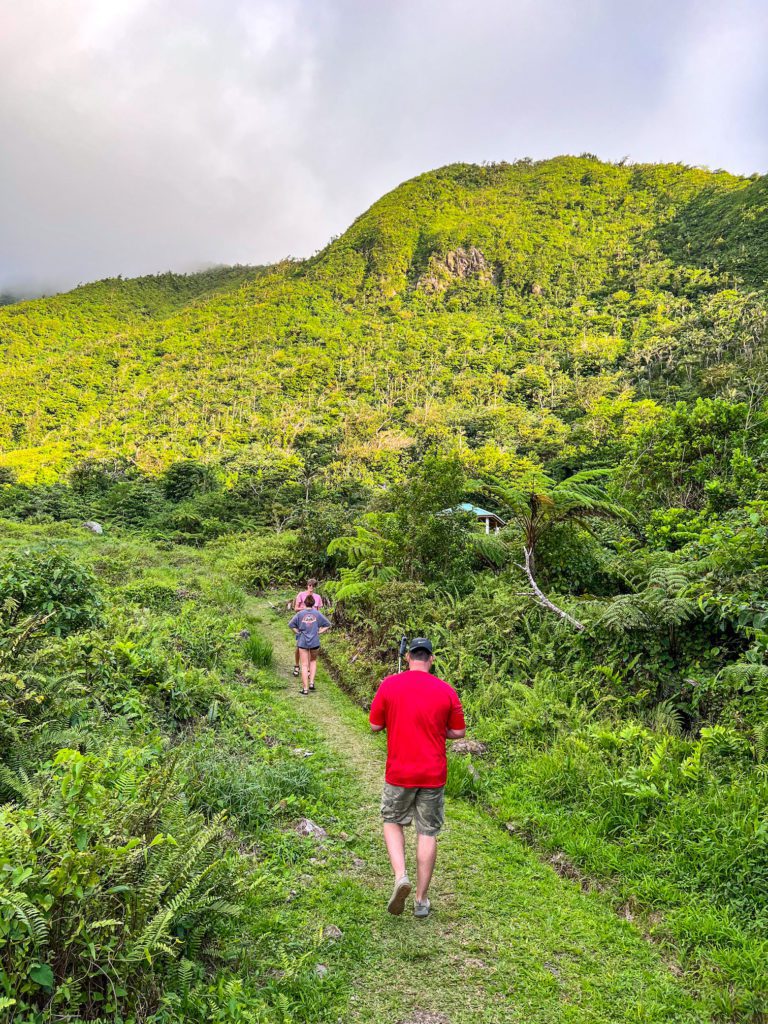 Green lush jungle in Dominica
